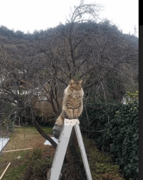 血色悬疑,天使之翼还是恶魔狂欢?年度焦点之战夜,拉梅洛的重生风暴